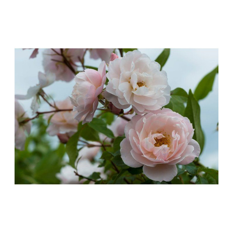 Engrais rosiers arbustes 750 ml - FERTILIGENE - FELROS750