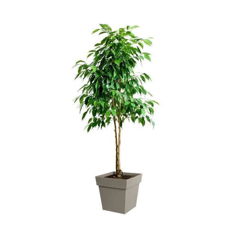 Eda Tuscan square flower pot - 39 x 39 x H 39 cm - 38 L - Taupe