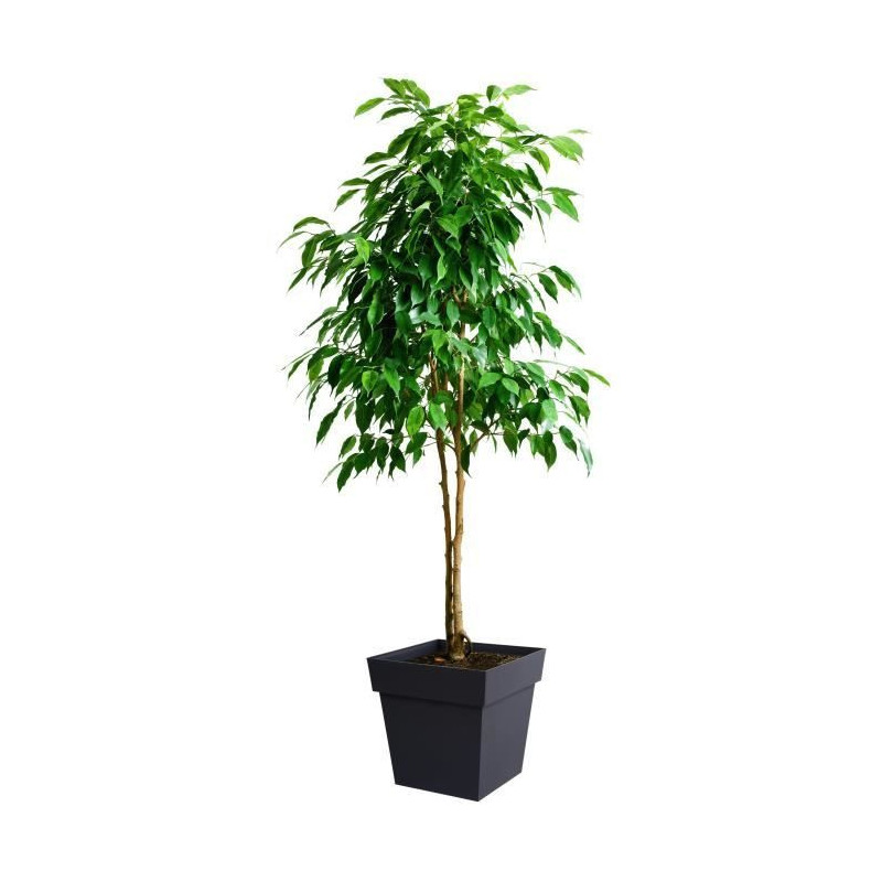 EDA Tuscan square flower pot - 39 x 39 x H 39 cm - 38 l - Anthracite g