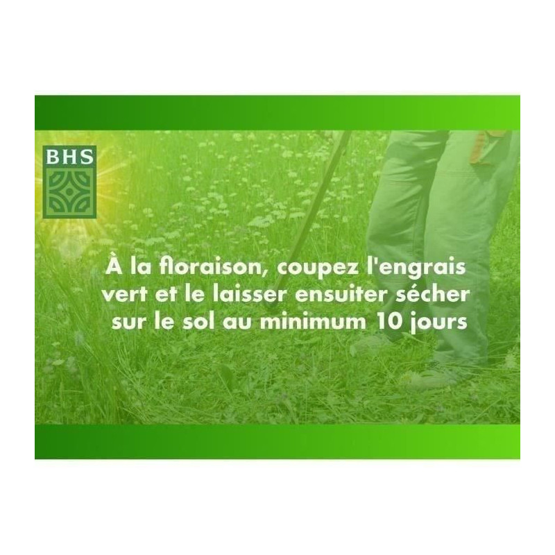 White Clover - BHS - 500 m² | Promotes biodiversity, adapts to all so