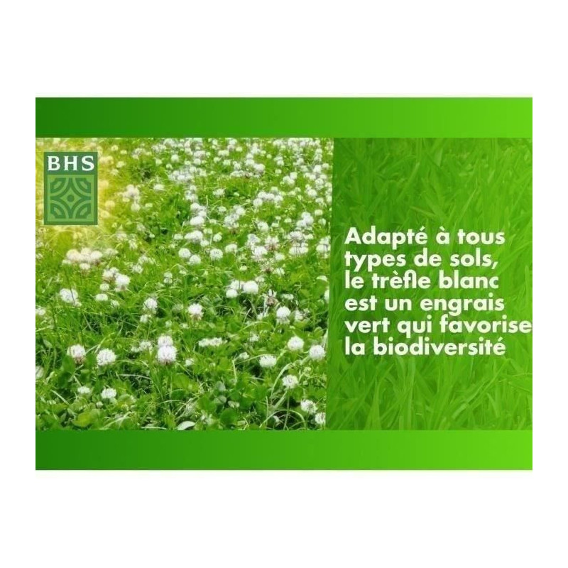 White Clover - BHS - 500 m² | Promotes biodiversity, adapts to all so