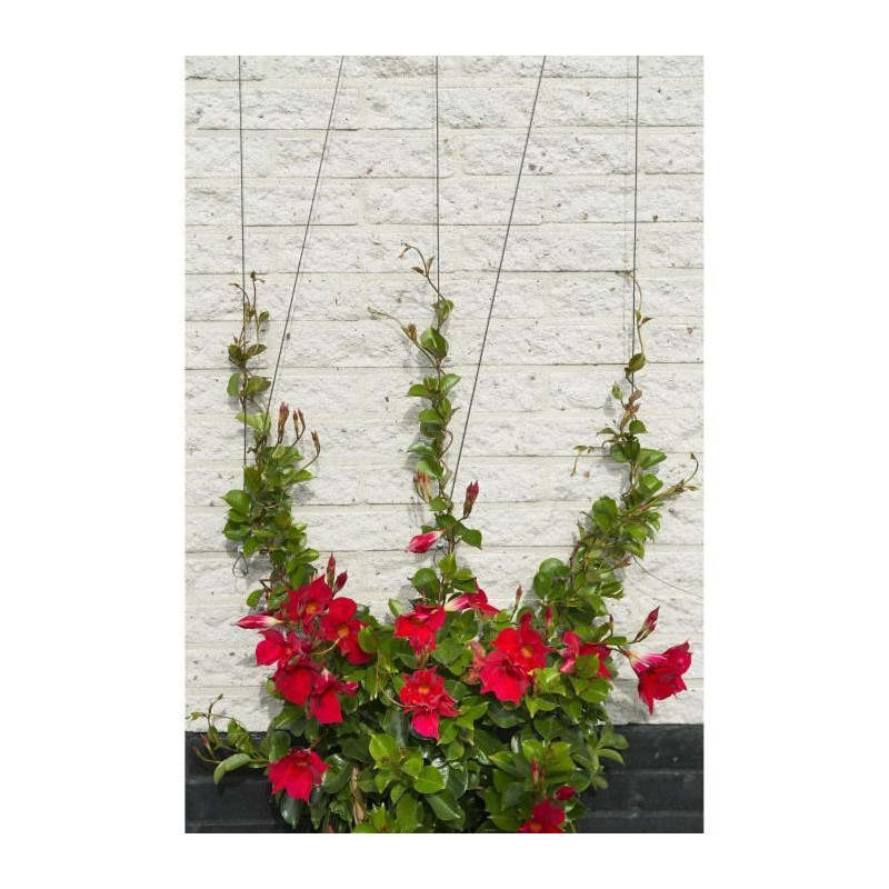 Metallic trellis Nature 6040760 - For climbing plants