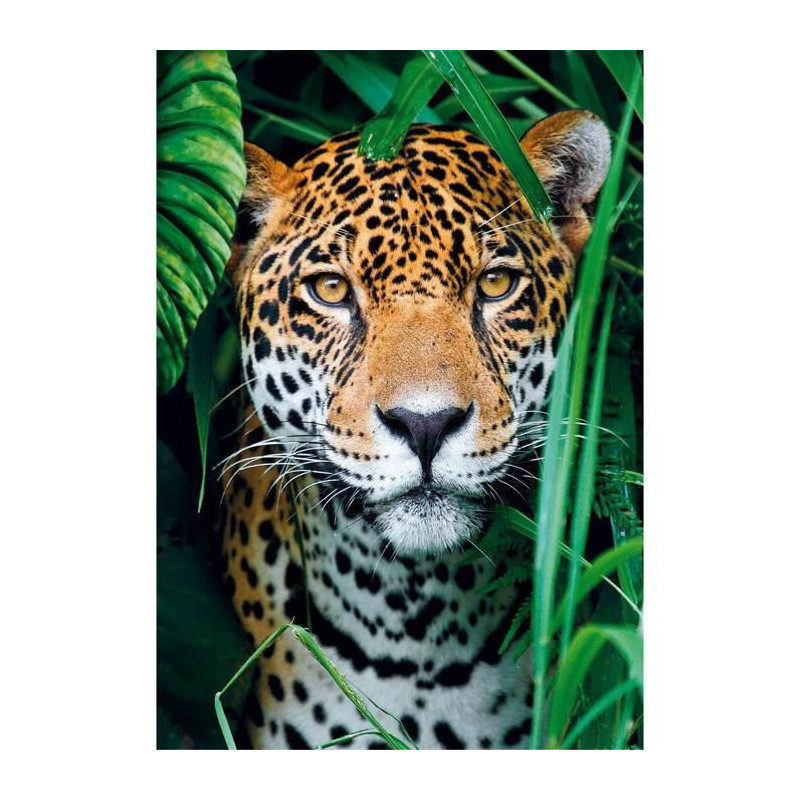 CLEMENTONI - Compact 500 pieces - Jaguar in the jungle