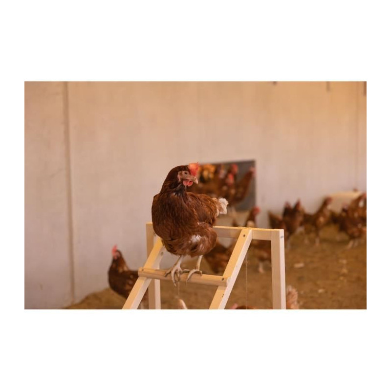 KERBL Chicken climbing tower - 85 x 55 x 76 cm - With swing - Robust l