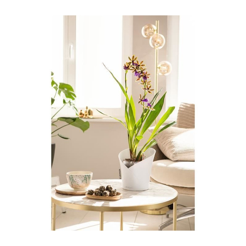 LECHUZA Planter ORCHIDEA ALL-IN-ONE Matt white