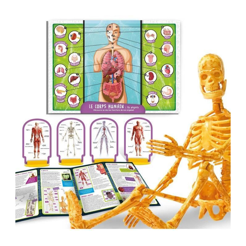 Human Body Discovery - Science Kit - I'M A GENIUS POCKET - 3D Model