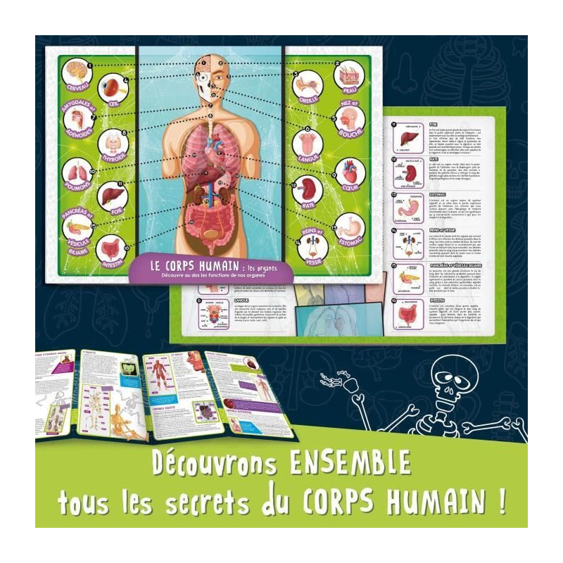 Human Body Discovery - Science Kit - I'M A GENIUS POCKET - 3D Model