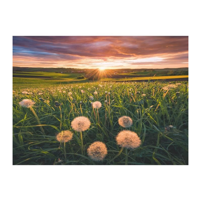 Puzzle 500 pieces Dandelions at dusk, Ages 12 and up, Premium quality
