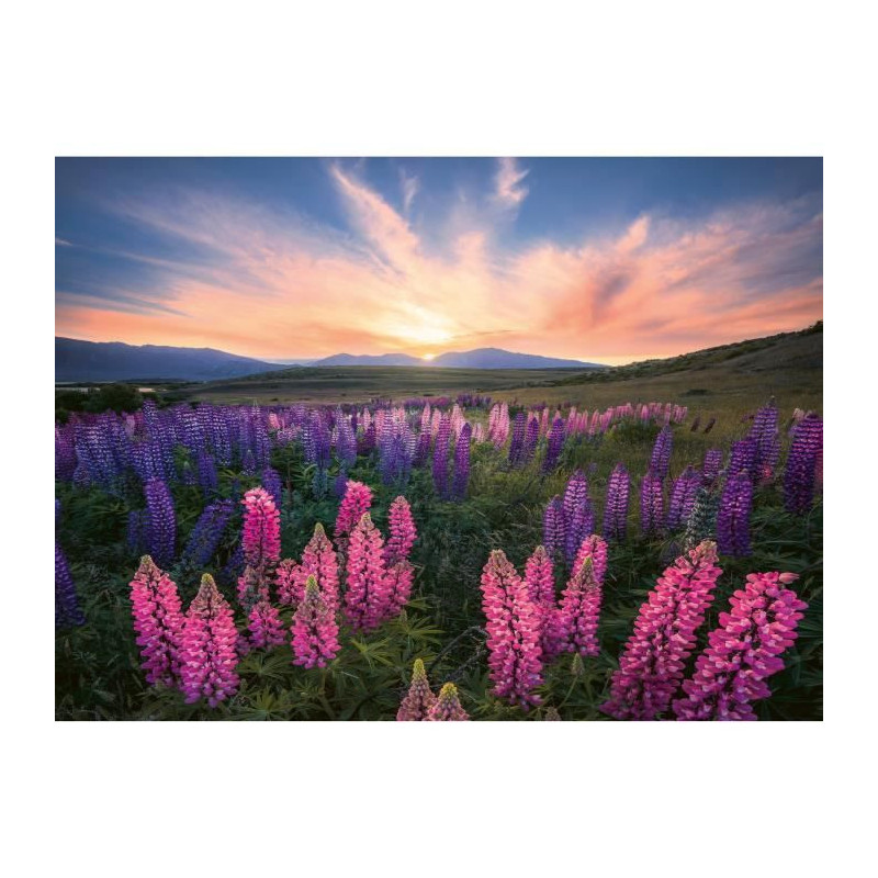 Puzzle 500 pieces Lupins (Nature edition), Ages 12 and up, High qualit