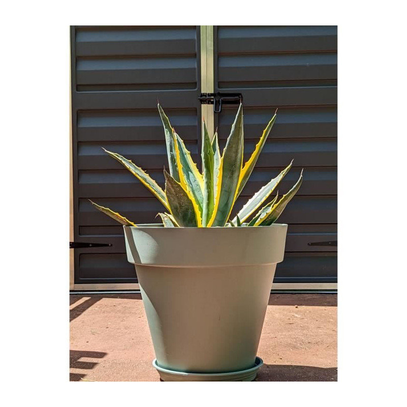 RIVIERA SOLEILLA round flower box - Plastic - Diameter 50 cm - Clay gr