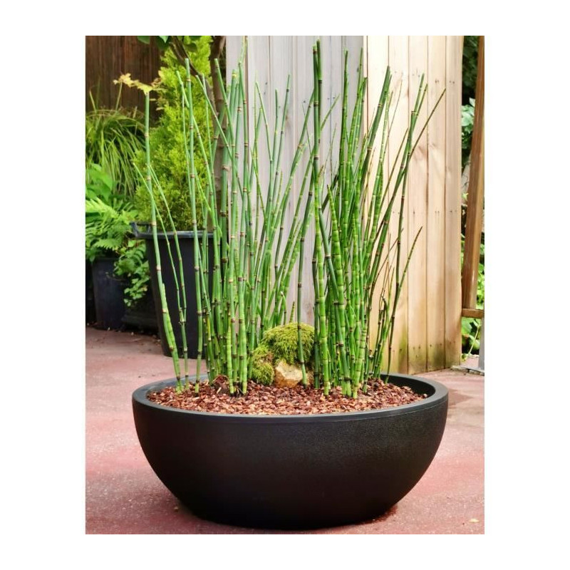 Riviera - Flower pot cut - Granite D40 - Black